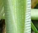 [photo of sheath and ligule]