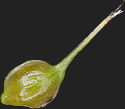 [photo of perigynia, scale and achene]