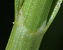 [photo of sheath and ligule]