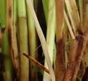 [photo of plant base]