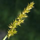[photo of Awl-fruited Sedge]