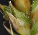 [photo of mature spikes]