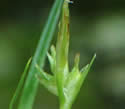 [photo of spikes]