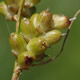 [photo of Torrey's Sedge]