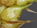 [photo of maturing spike]