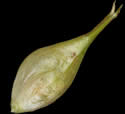 [photo of perigynia, scales and achene]