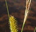 [photo of spike clusters]