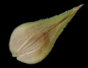 [photo of perigynia, scale and achene]