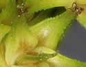[close-up of maturing spikes]