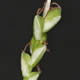 [photo of Pretty Sedge]