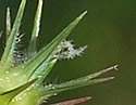 [photo of flowers]