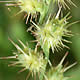 [photo of Sandbur]