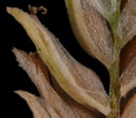 [photo of spikelet, scales and achene]