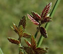 [photo of clusters]