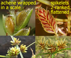 illustration of some flatsedge characteristics