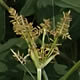 [photo of Yellow Nutsedge]
