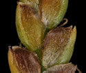 [photo of spikelet, scale and achene]