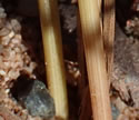 [photo of plant base]