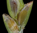 [photo of spikelet, scale and achenes, subsp. macilentus]