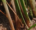 [photo of plant base]