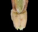 [photo of spikelet, scales and maturing achenes]
