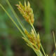 [photo of Schweinitz's Flatsedge]