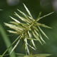 [photo of Straw-colored Flatsedge]
