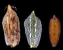 [photo of scales and achenes]