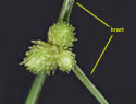 [photo of bracts]