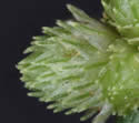 [photo of spikes]