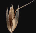 [close-up of spikelet]