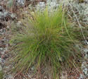 [photo of leaf clump]