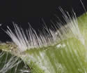 [photo of ligule]