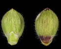 [photo of mature spikelets and florets]