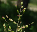 [photo of panicle]