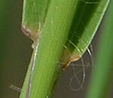[photo of sheath, ligule and node]