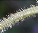 [photo of upper stem leaf]