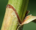 [photo of sheath]