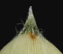 [photo of spikelets and mature florets]