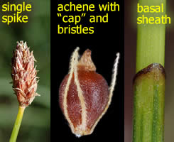 illustration of some Eleocharis characteristics