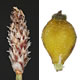 [photo of Flatstem Spikerush]