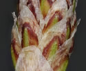 [photo of spikes]