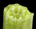 [photo of stem cross-sections]