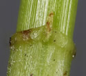 [photo of sheath]