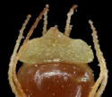 [photo of scales and achenes]