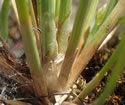 [photo of straw-colored base]