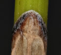 [photo of sheath]