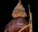 [photo of scales and achenes]