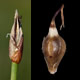 [photo of Few-flowered Spikerush]