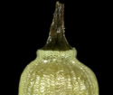 [photo of scale and achenes]